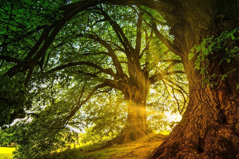Enchanted Landscapes