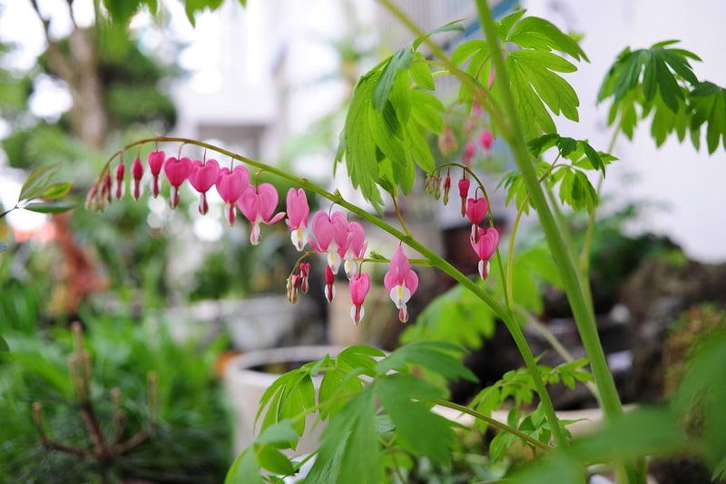 Bleeding Heart