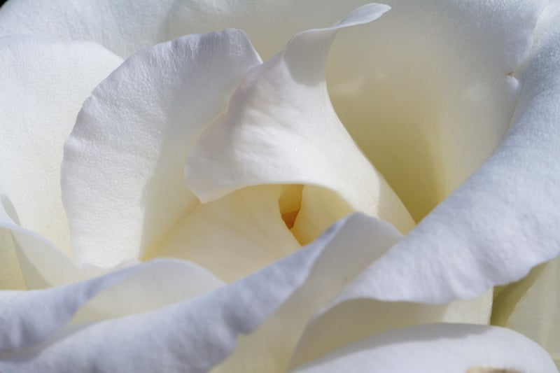 Foxglove