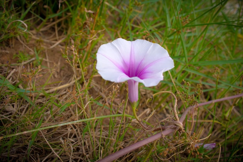 Moonflower