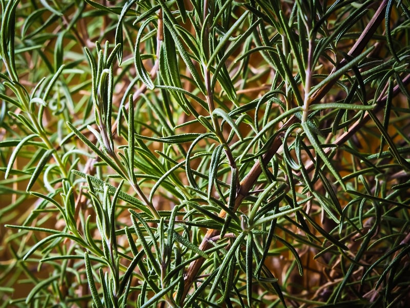 Rosemary plant